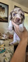 Chestnut, a male Miniature Dachshund for sale in Brenham, TX – 4 of 10