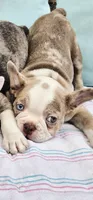 Emerald, a male French Bulldog for sale in Brenham, TX – 6 of 7