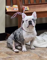 Banjo , a male French Bulldog for sale in Brenham, TX – 5 of 9