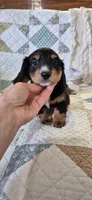 Windy, a male Miniature Dachshund for sale in Brenham, TX – 3 of 10