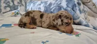Garnet, a male Miniature Dachshund for sale in Brenham, TX – 7 of 10