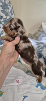 Azul, a male Miniature Dachshund for sale in Brenham, TX – 3 of 10
