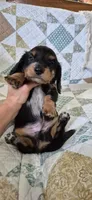 Winter, a male Miniature Dachshund for sale in Brenham, TX – 10 of 10