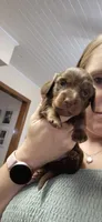 Maple, a female Miniature Dachshund for sale in Brenham, TX – 7 of 10