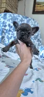 Opal, a female French Bulldog for sale in Brenham, TX – 8 of 10