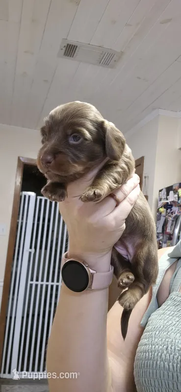 Maple – Miniature Dachshund puppy for sale in Brenham, TX