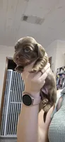 Maple, a female Miniature Dachshund for sale in Brenham, TX – 1 of 10