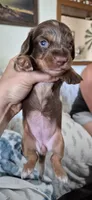 Topaz, a female Miniature Dachshund for sale in Brenham, TX – 3 of 10
