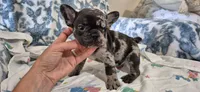 Emerald, a male French Bulldog for sale in Brenham, TX – 10 of 10