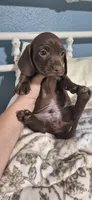 Oakley , a male Miniature Dachshund for sale in Brenham, TX – 9 of 10