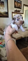 Chestnut, a male Miniature Dachshund for sale in Brenham, TX – 5 of 10