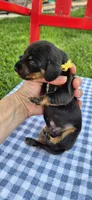 Perry-Winkle, a male Miniature Dachshund for sale in Brenham, TX – Photo 4 of 8