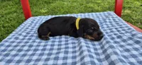 Perry-Winkle, a male Miniature Dachshund for sale in Brenham, TX – Photo 5 of 8