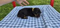 Perry-Winkle, a male Miniature Dachshund for sale in Brenham, TX – Photo 8 of 8