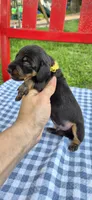 Perry-Winkle, a male Miniature Dachshund for sale in Brenham, TX – Photo 1 of 8