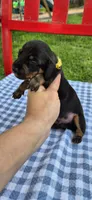 Perry-Winkle, a male Miniature Dachshund for sale in Brenham, TX – Photo 2 of 8