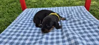 Perry-Winkle, a male Miniature Dachshund for sale in Brenham, TX – Photo 6 of 8