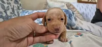 Diamond, a male Miniature Dachshund for sale in Brenham, TX – 7 of 10