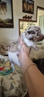 Chestnut, a male Miniature Dachshund for sale in Brenham, TX – 3 of 10
