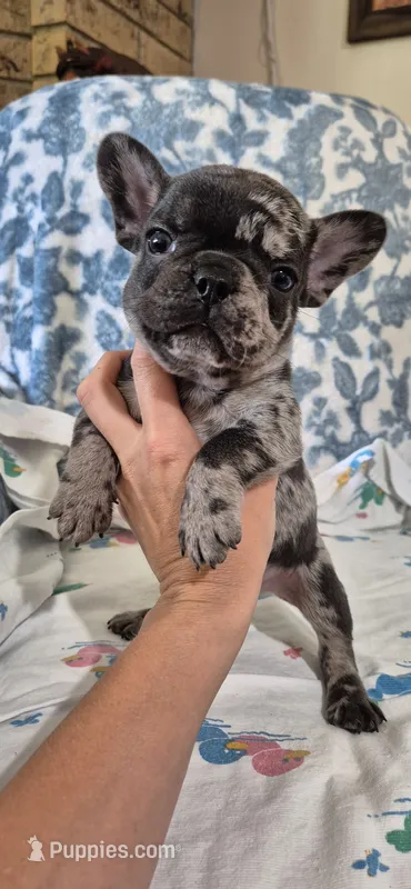 Emerald – French Bulldog puppy for sale in Brenham, TX