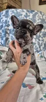 Emerald, a male French Bulldog for sale in Brenham, TX – 1 of 10