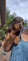 Dandelion, a female Miniature Dachshund for sale in Brenham, TX – 3 of 10