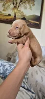 Diamond, a male Miniature Dachshund for sale in Brenham, TX – 3 of 10