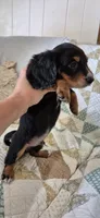 Windy, a male Miniature Dachshund for sale in Brenham, TX – 10 of 10