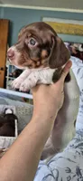 Magnolia, a female Miniature Dachshund for sale in Brenham, TX – 7 of 10
