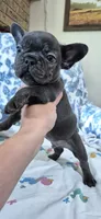 Cobalt, a male French Bulldog for sale in Brenham, TX – 9 of 10