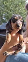 Dandelion, a female Miniature Dachshund for sale in Brenham, TX – 10 of 10