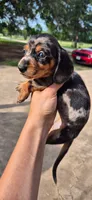 Dandelion, a female Miniature Dachshund for sale in Brenham, TX – 9 of 10