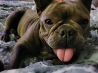 Honey Bunny, a female French Bulldog for sale in Brenham, TX – 3 of 3