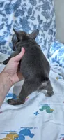 Opal, a female French Bulldog for sale in Brenham, TX – 9 of 10