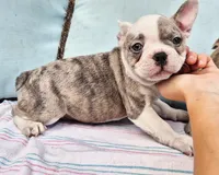 Saphire, a male French Bulldog for sale in Brenham, TX – 3 of 4