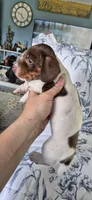 Magnolia, a female Miniature Dachshund for sale in Brenham, TX – 8 of 10