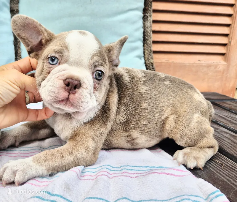 Emerald – French Bulldog puppy for sale in Brenham, TX