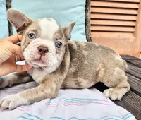Emerald, a male French Bulldog for sale in Brenham, TX – 1 of 7