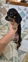 Spring, a female Miniature Dachshund for sale in Brenham, TX – 10 of 10