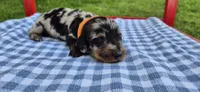 Morning Glory, a male Miniature Dachshund for sale in Brenham, TX – Photo 5 of 8
