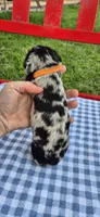 Morning Glory, a male Miniature Dachshund for sale in Brenham, TX – Photo 3 of 8