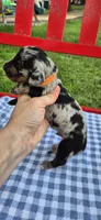 Morning Glory, a male Miniature Dachshund for sale in Brenham, TX – Photo 6 of 8