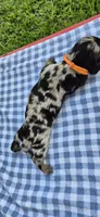 Morning Glory, a male Miniature Dachshund for sale in Brenham, TX – Photo 7 of 8