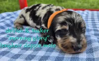 Morning Glory, a male Miniature Dachshund for sale in Brenham, TX – Photo 1 of 8