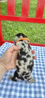 Morning Glory, a male Miniature Dachshund for sale in Brenham, TX – Photo 8 of 8