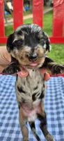 Morning Glory, a male Miniature Dachshund for sale in Brenham, TX – Photo 2 of 8