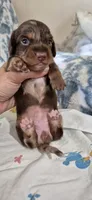 Topaz, a female Miniature Dachshund for sale in Brenham, TX – 7 of 10