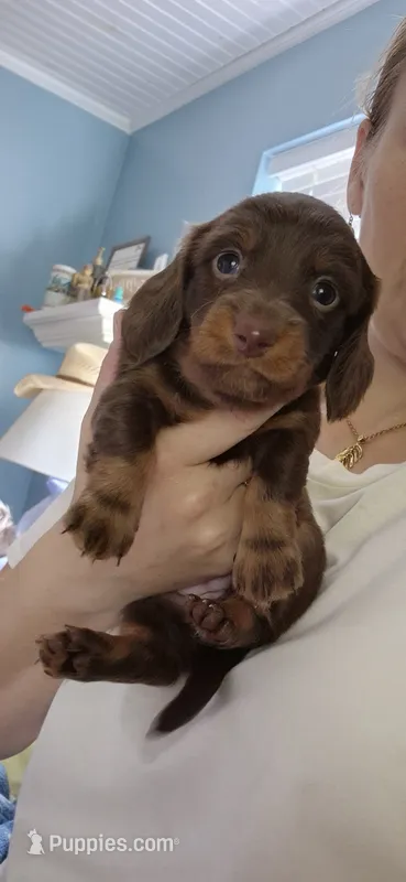 Maple – Miniature Dachshund puppy for sale in Brenham, TX