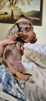 Garnet, a male Miniature Dachshund for sale in Brenham, TX – 6 of 10