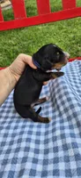 Windy, a male Miniature Dachshund for sale in Brenham, TX – Photo 8 of 9